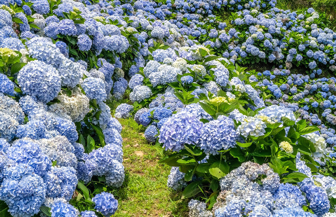 繡球花秘境